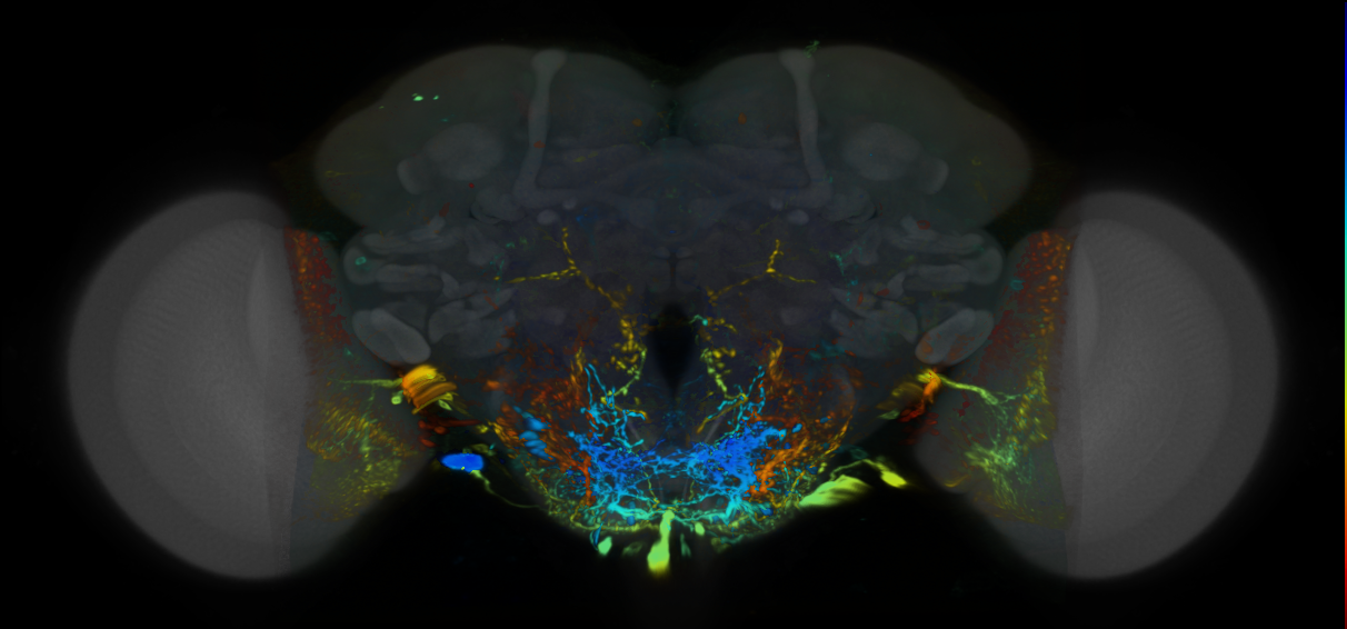 P{VT010055-GAL4} expression pattern