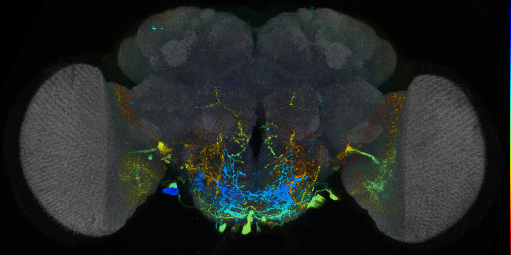 P{VT010055-GAL4} expression pattern