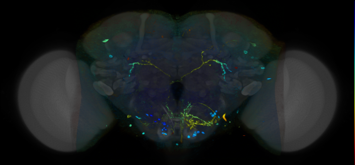 P{VT010267-GAL4} expression pattern