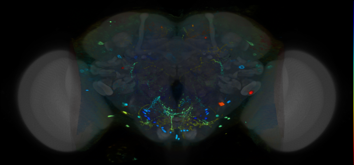P{VT010267-GAL4} expression pattern