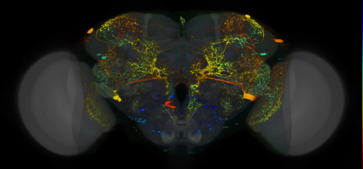 P{VT010562-GAL4} expression pattern