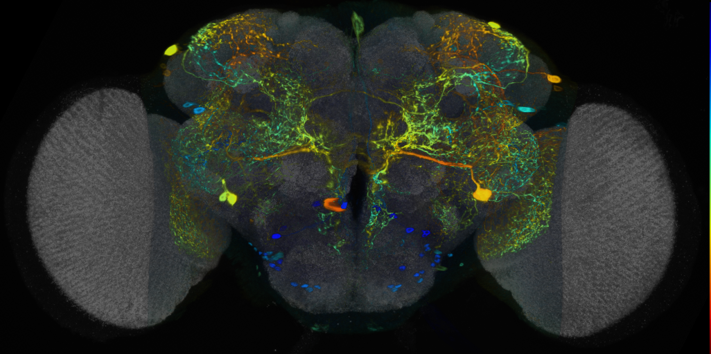 P{VT010562-GAL4} expression pattern