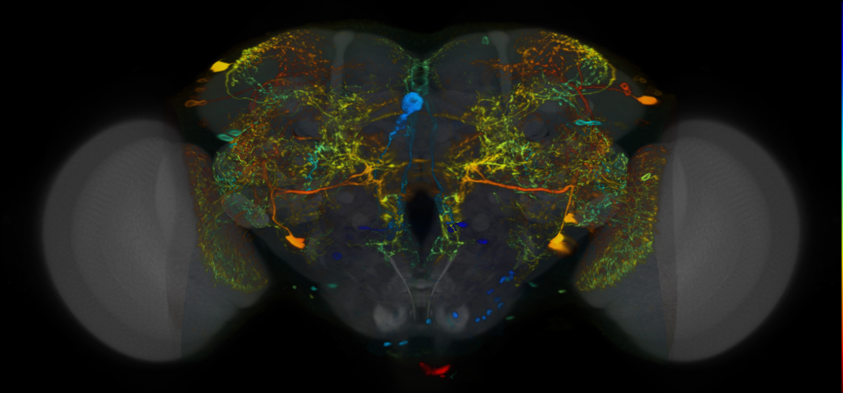 P{VT010562-GAL4} expression pattern