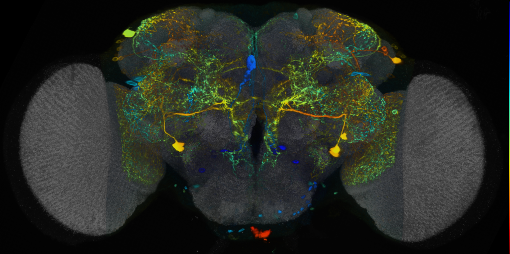 P{VT010562-GAL4} expression pattern