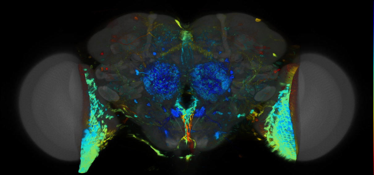 P{VT010571-GAL4} expression pattern