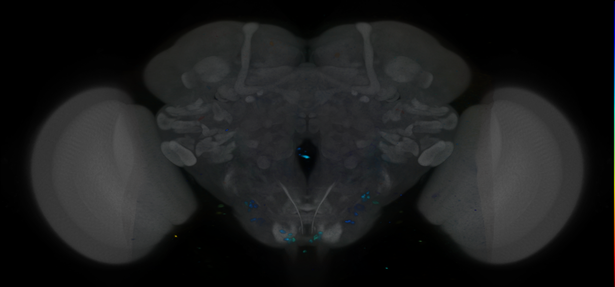 P{VT010756-GAL4} expression pattern