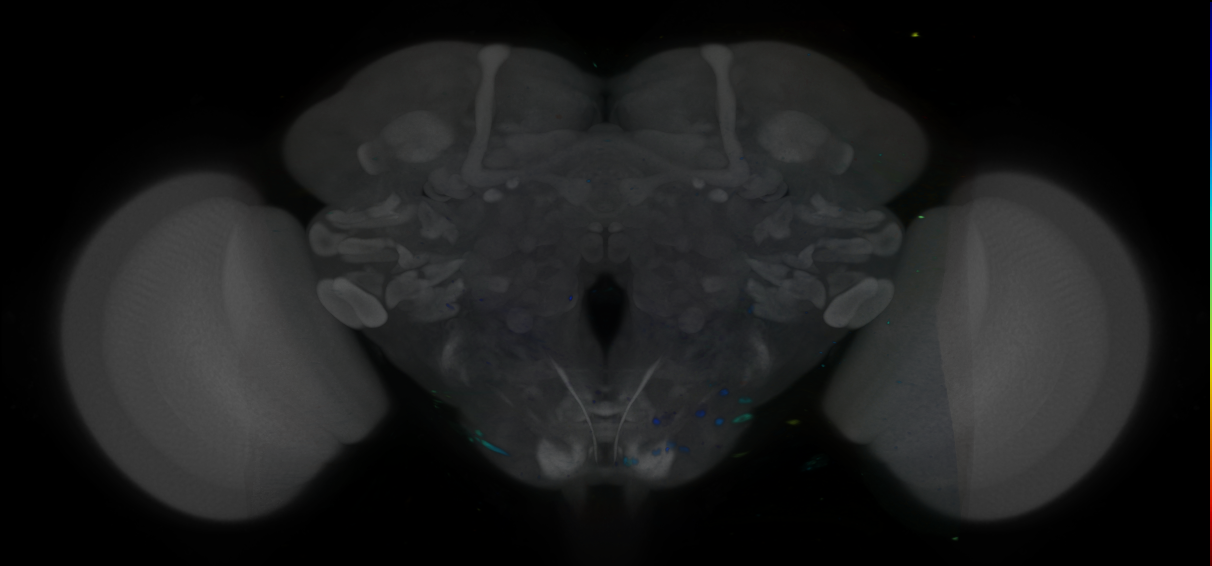 P{VT010756-GAL4} expression pattern