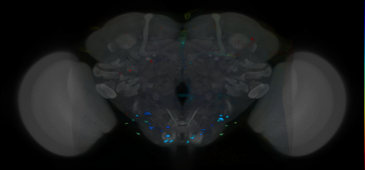P{VT010858-GAL4} expression pattern