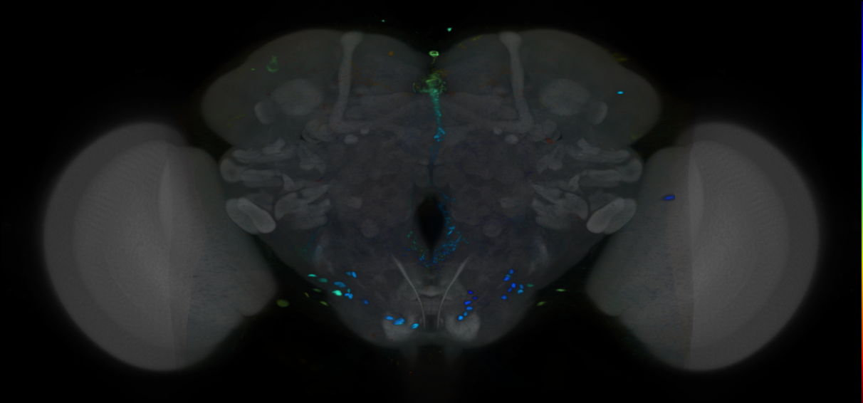 P{VT010858-GAL4} expression pattern