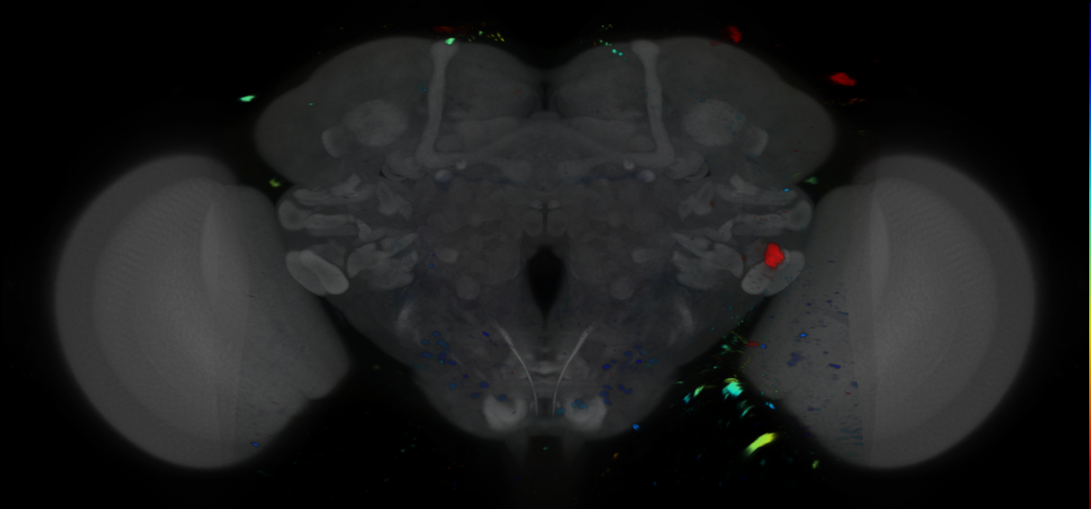 P{VT011039-GAL4} expression pattern