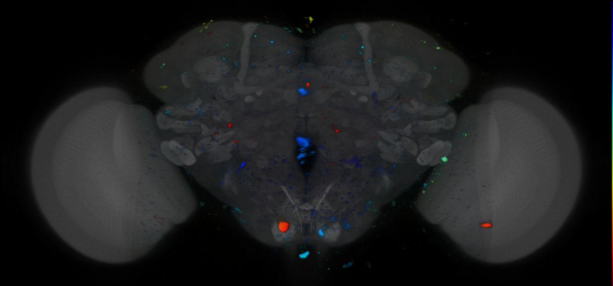 P{VT011039-GAL4} expression pattern