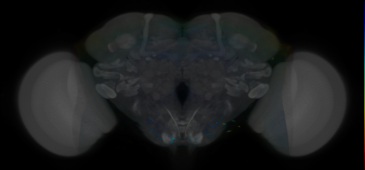 P{VT011049-GAL4} expression pattern