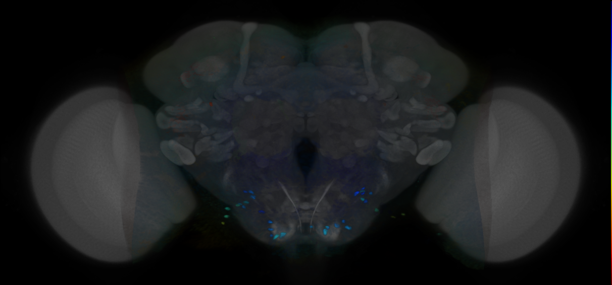 P{VT011049-GAL4} expression pattern