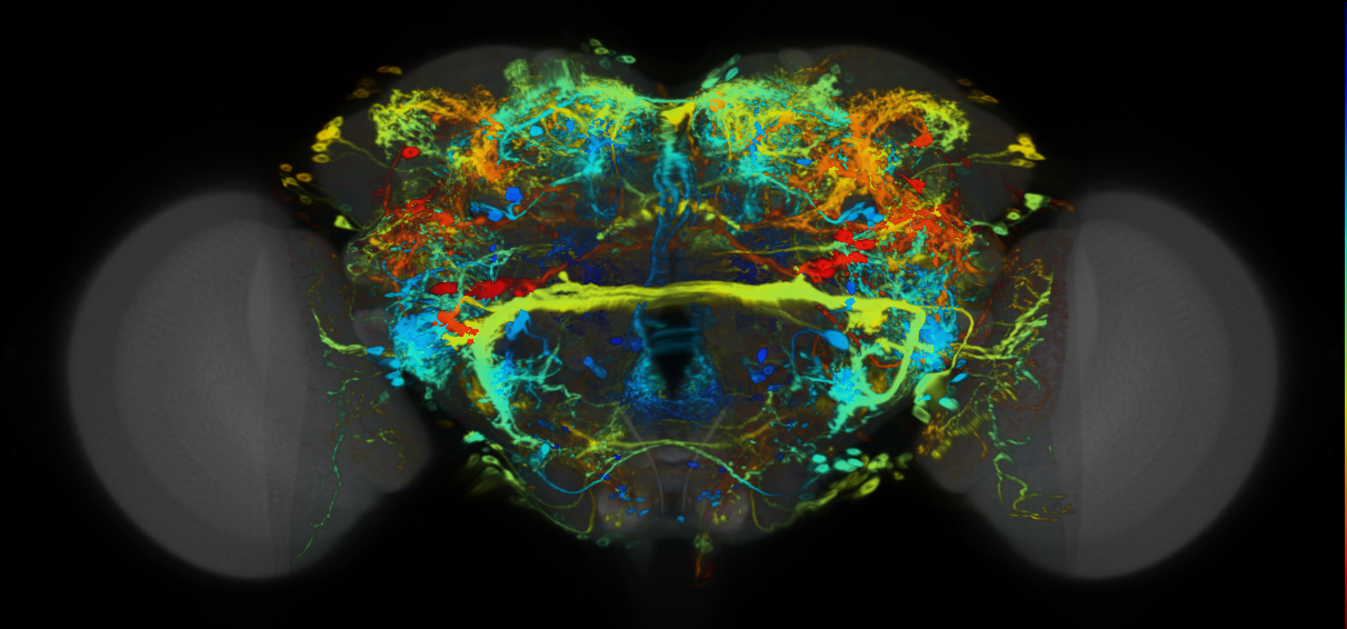 P{VT011122-GAL4} expression pattern