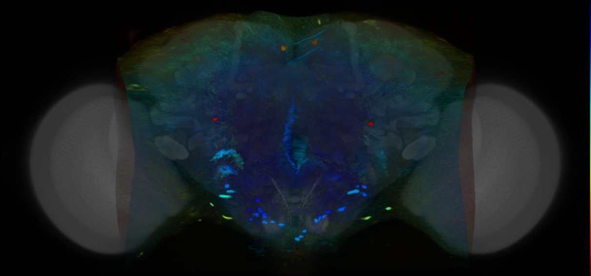 P{VT011134-GAL4} expression pattern