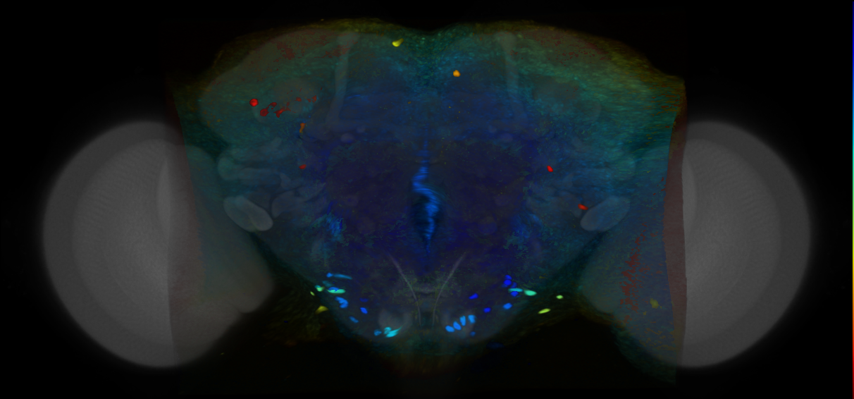 P{VT011134-GAL4} expression pattern