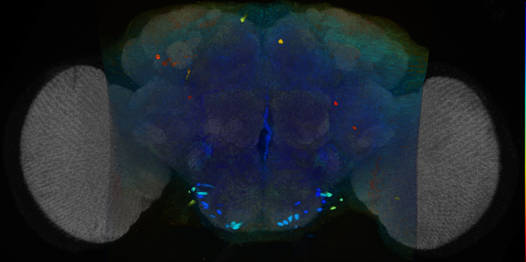 P{VT011134-GAL4} expression pattern