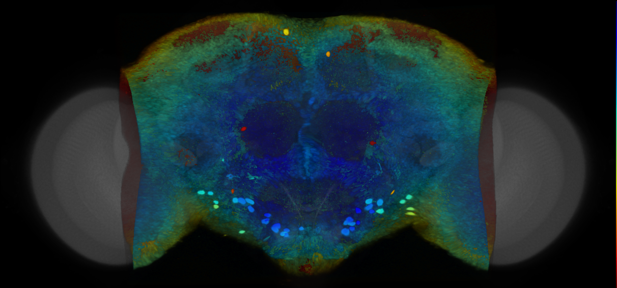 P{VT011135-GAL4} expression pattern