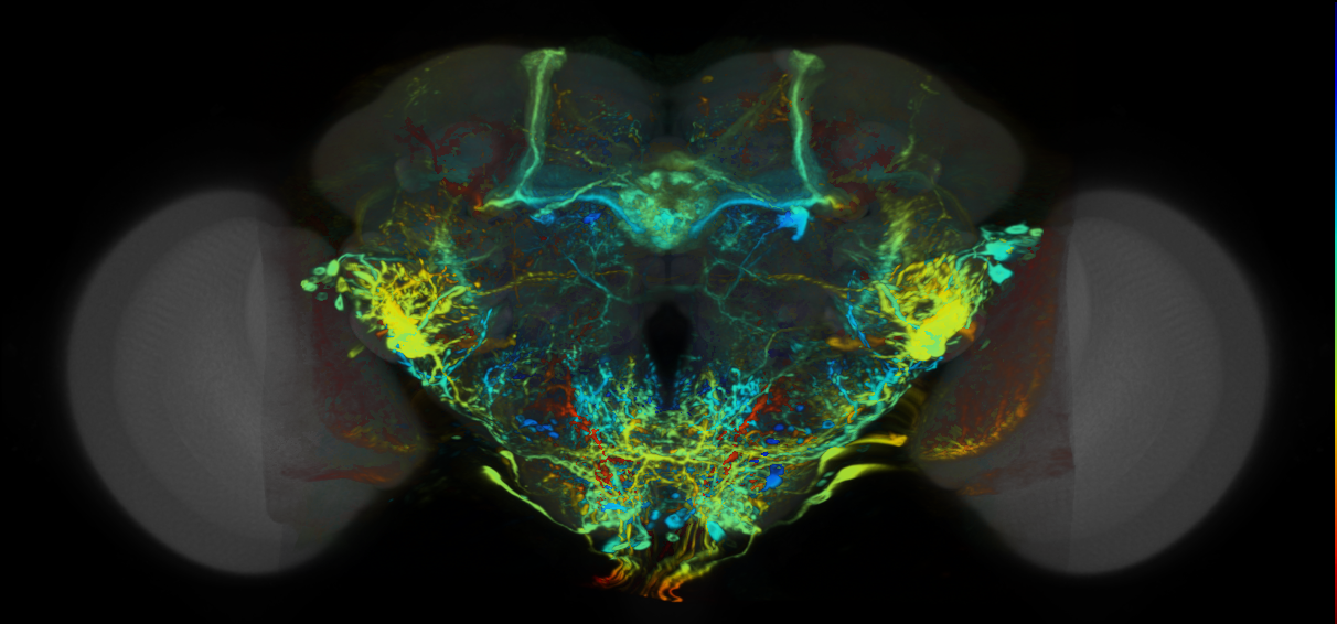 P{VT011161-GAL4} expression pattern
