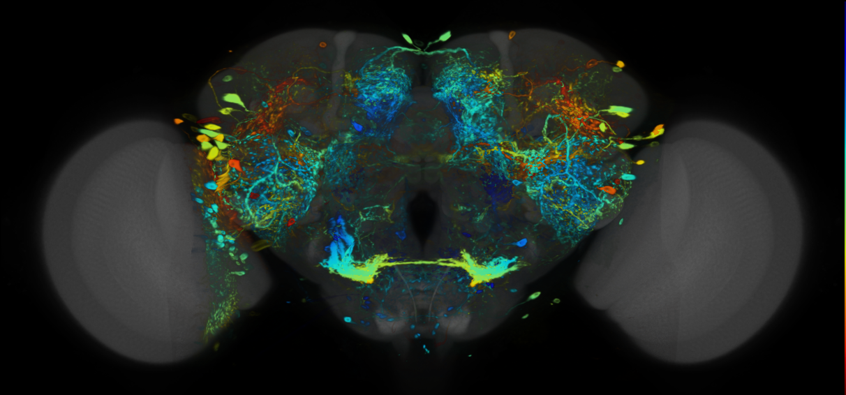P{VT011932-GAL4} expression pattern