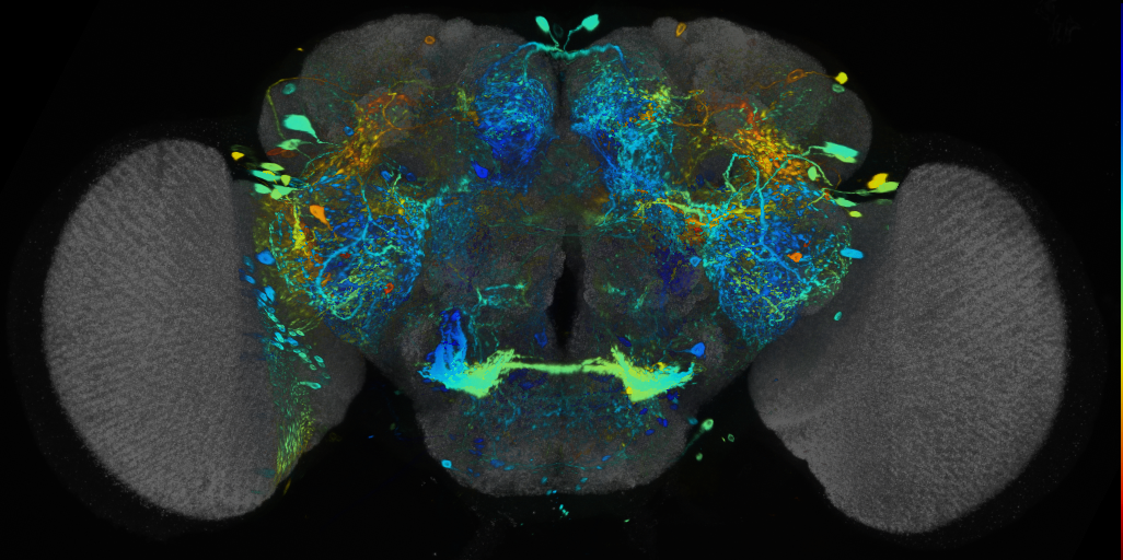 P{VT011932-GAL4} expression pattern
