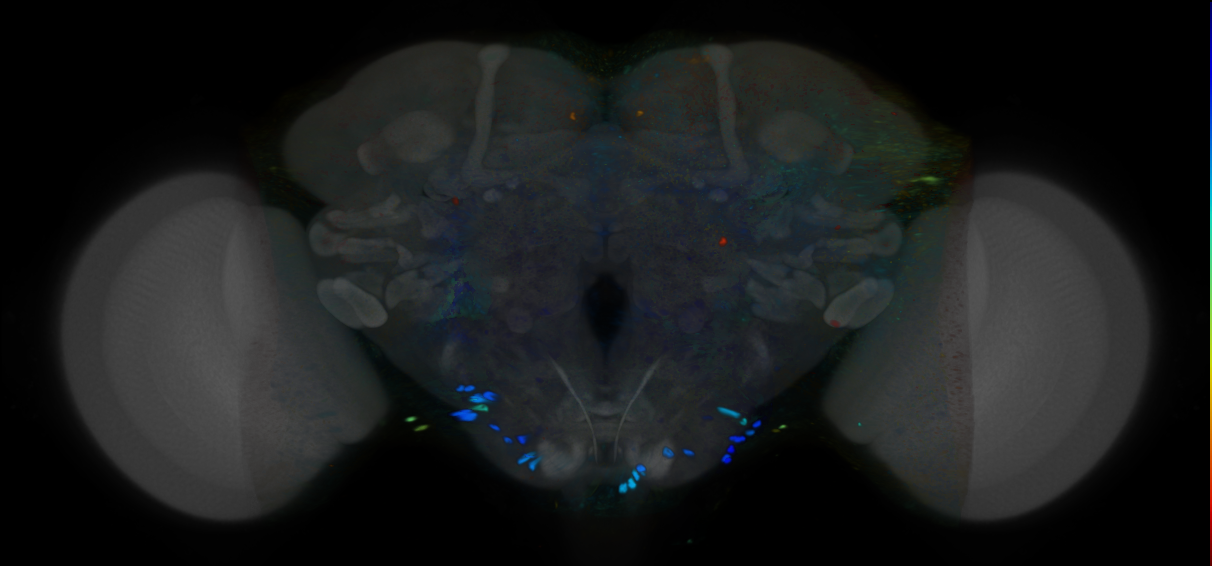 P{VT012089-GAL4} expression pattern