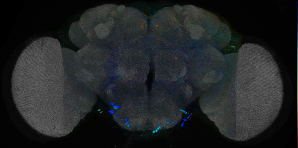 P{VT012089-GAL4} expression pattern