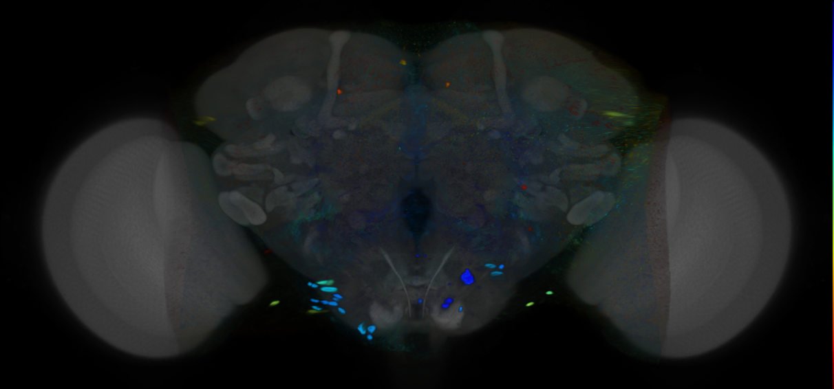 P{VT012089-GAL4} expression pattern