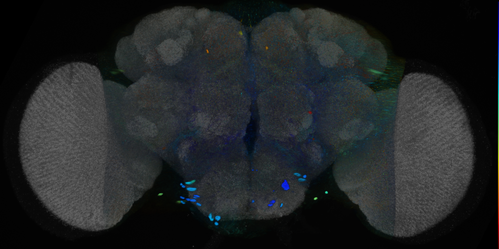 P{VT012089-GAL4} expression pattern