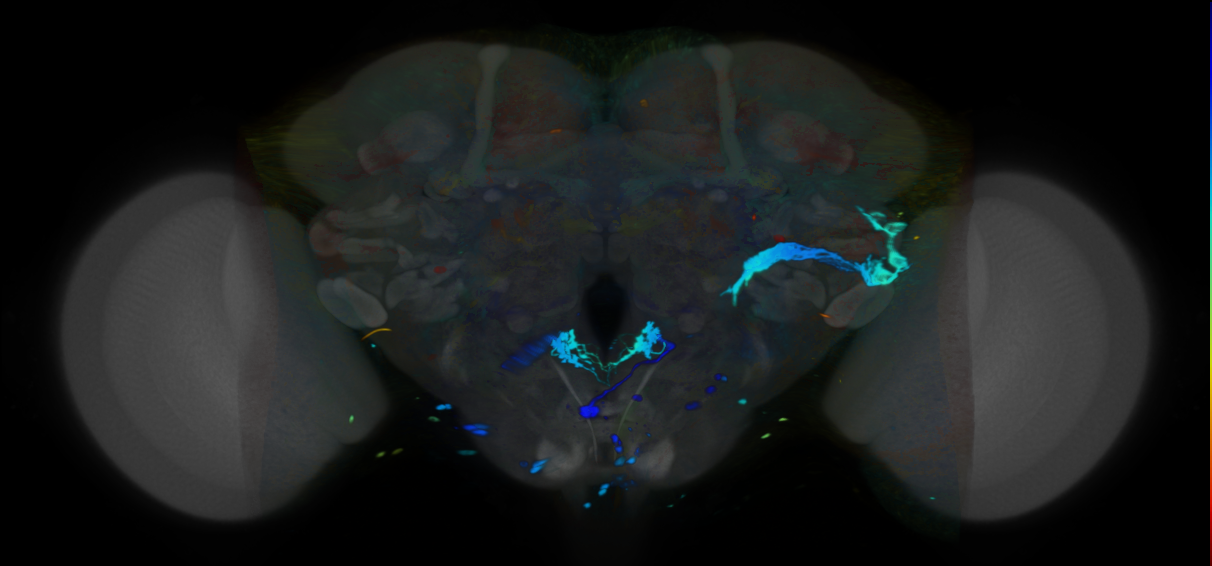 P{VT012244-GAL4} expression pattern