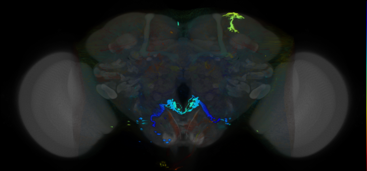 P{VT012244-GAL4} expression pattern
