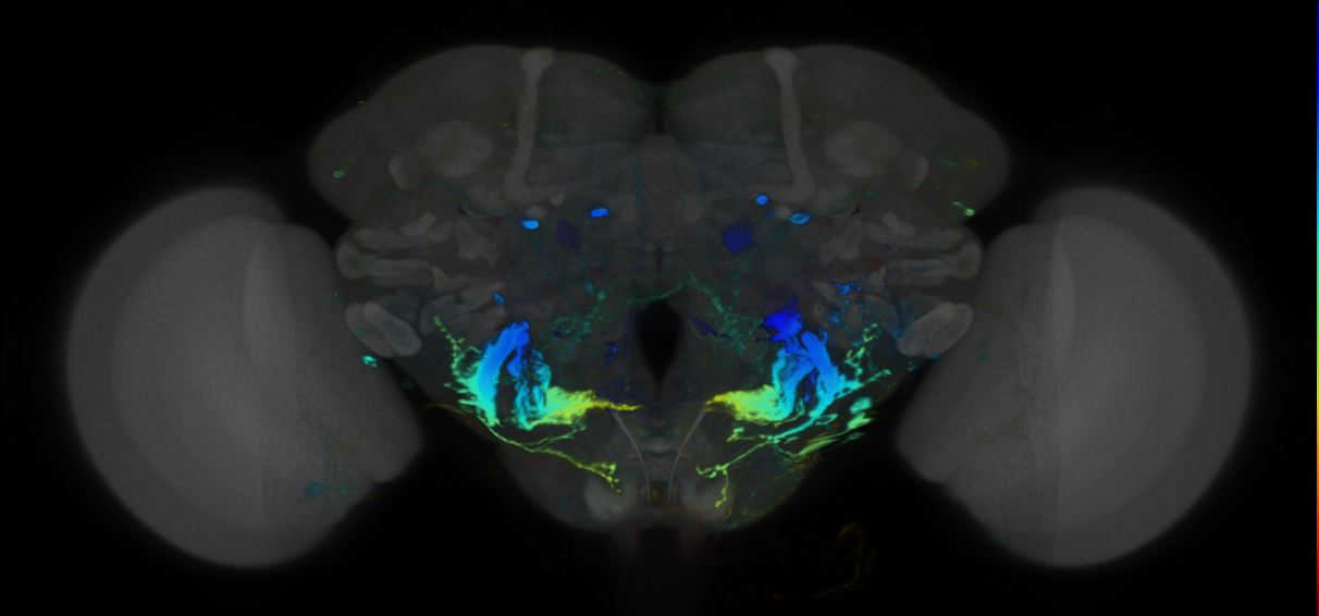 P{VT012300-GAL4} expression pattern