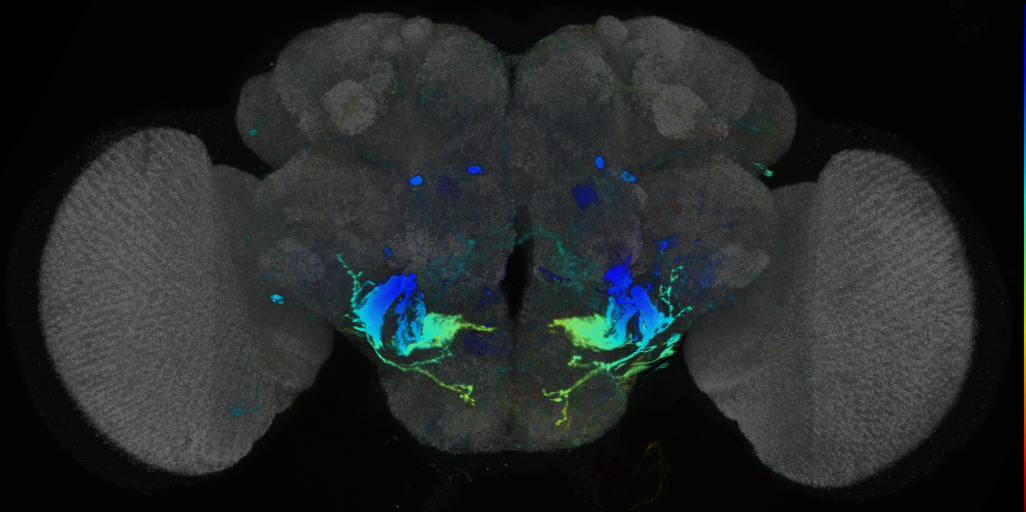 P{VT012300-GAL4} expression pattern