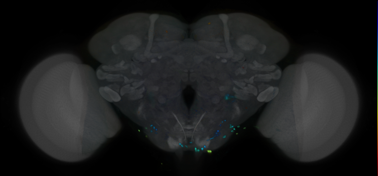 P{VT012316-GAL4} expression pattern