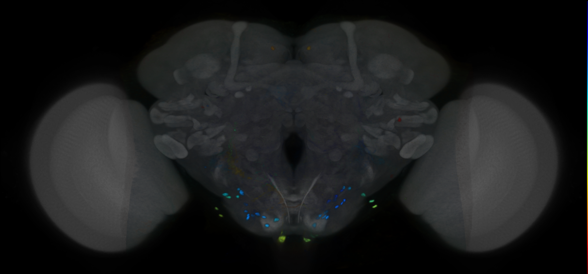 P{VT012316-GAL4} expression pattern