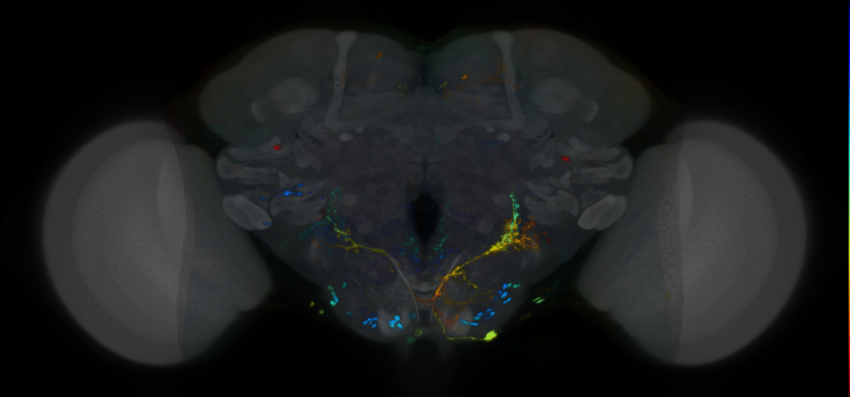 P{VT012316-GAL4} expression pattern