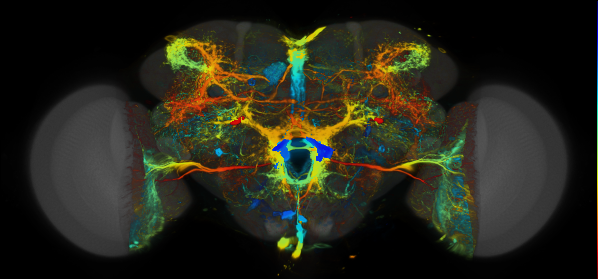 P{VT012433-GAL4} expression pattern