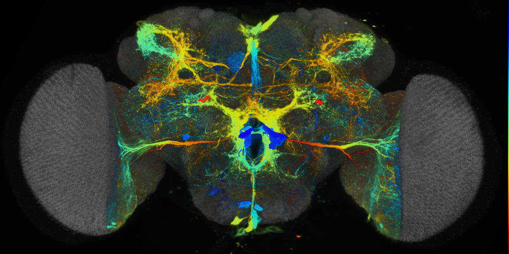 P{VT012433-GAL4} expression pattern