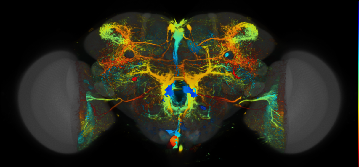 P{VT012433-GAL4} expression pattern