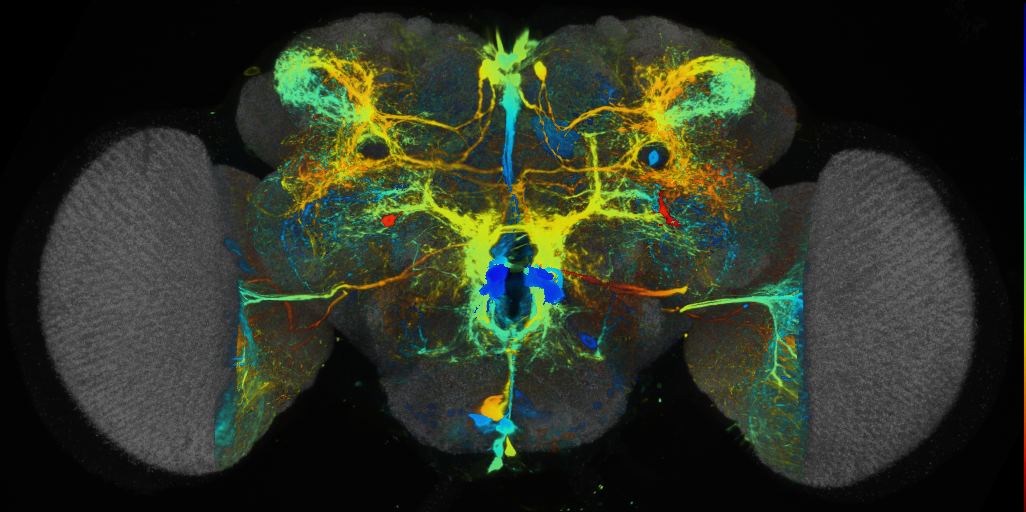 P{VT012433-GAL4} expression pattern