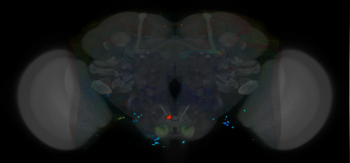 P{VT012436-GAL4} expression pattern