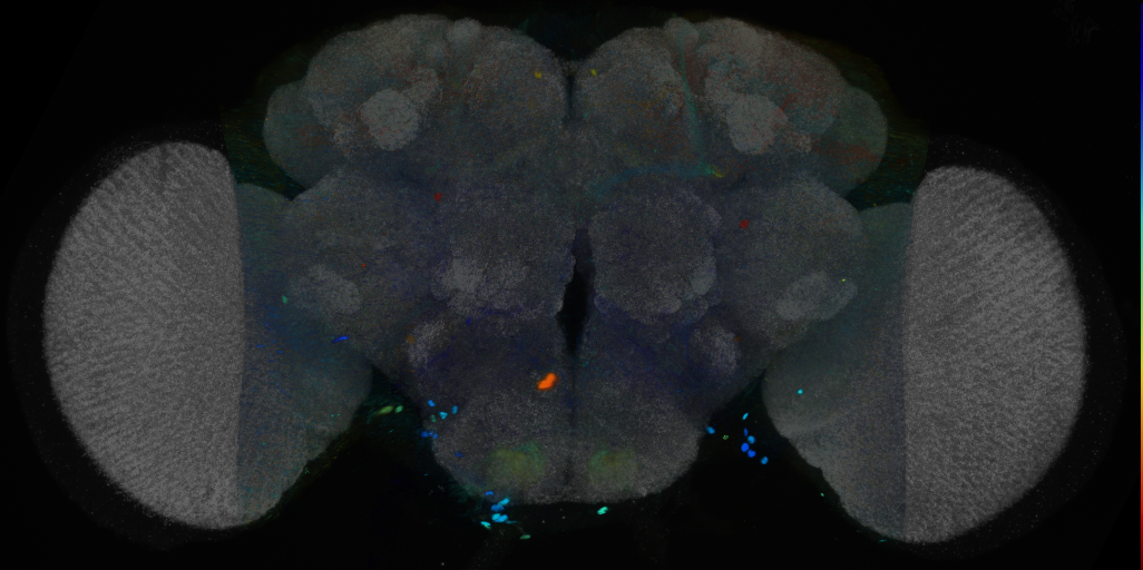 P{VT012436-GAL4} expression pattern