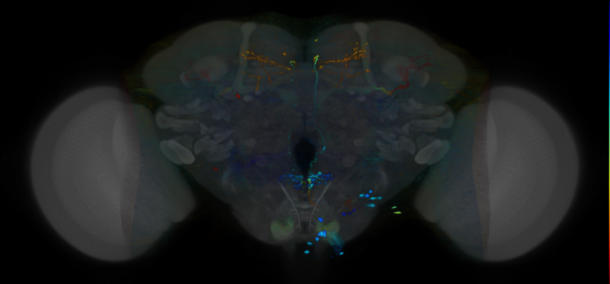 P{VT012436-GAL4} expression pattern