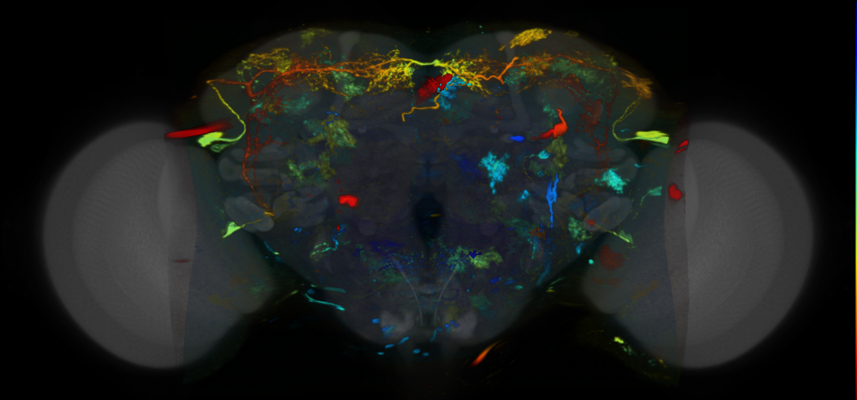 P{VT012445-GAL4} expression pattern