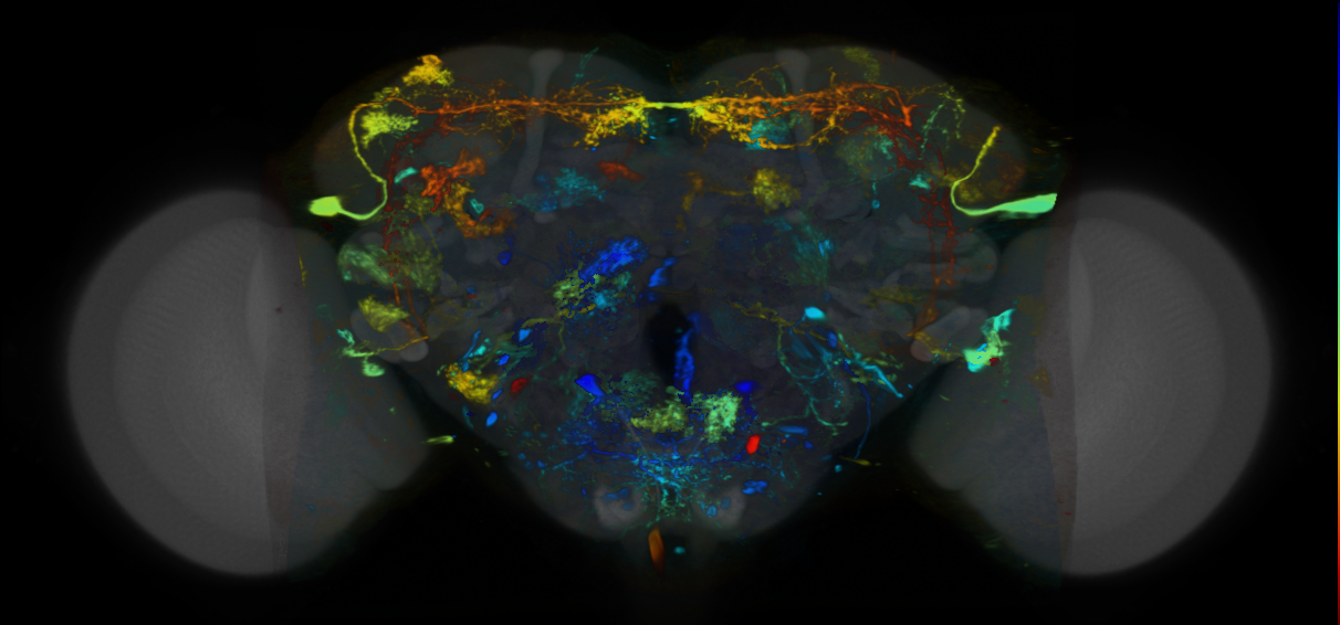 P{VT012445-GAL4} expression pattern