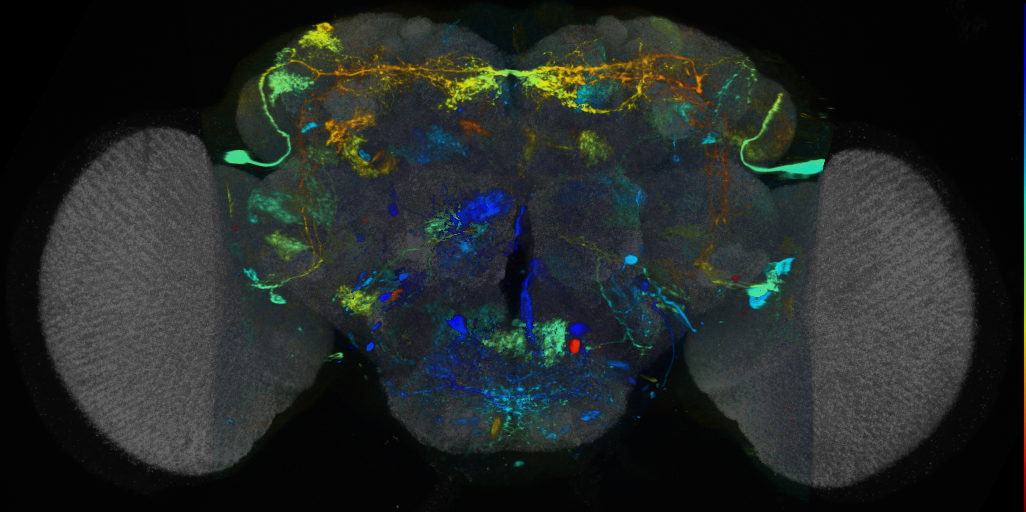 P{VT012445-GAL4} expression pattern