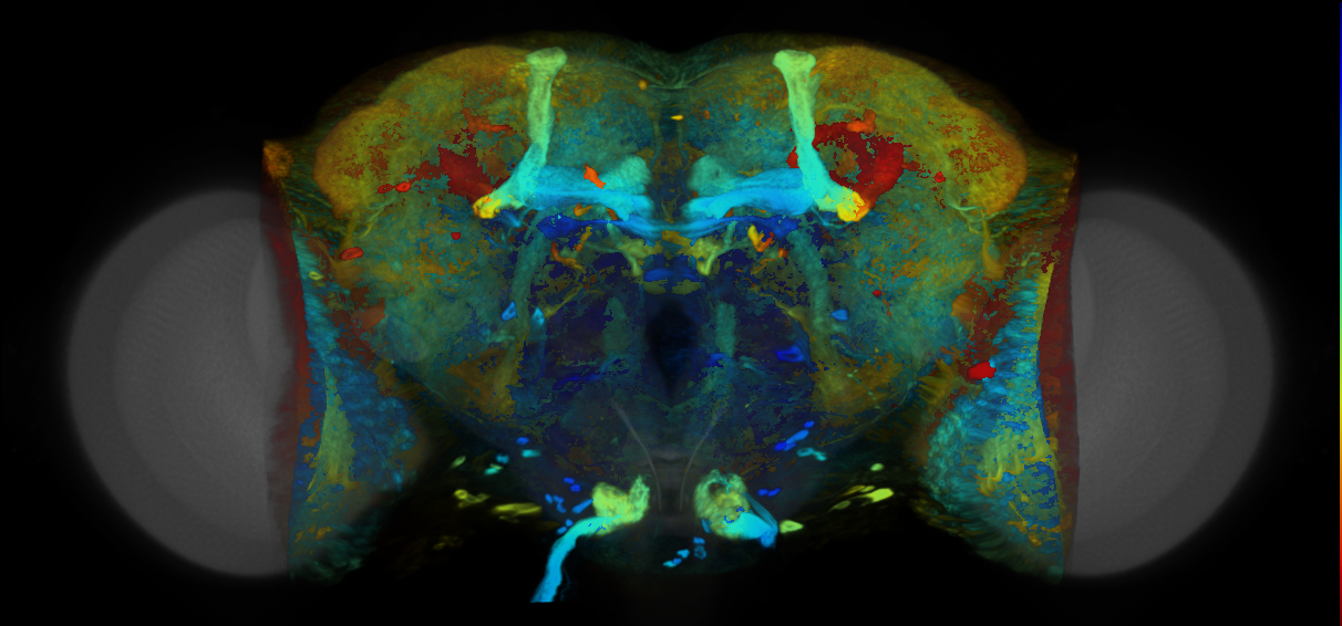 P{VT012449-GAL4} expression pattern