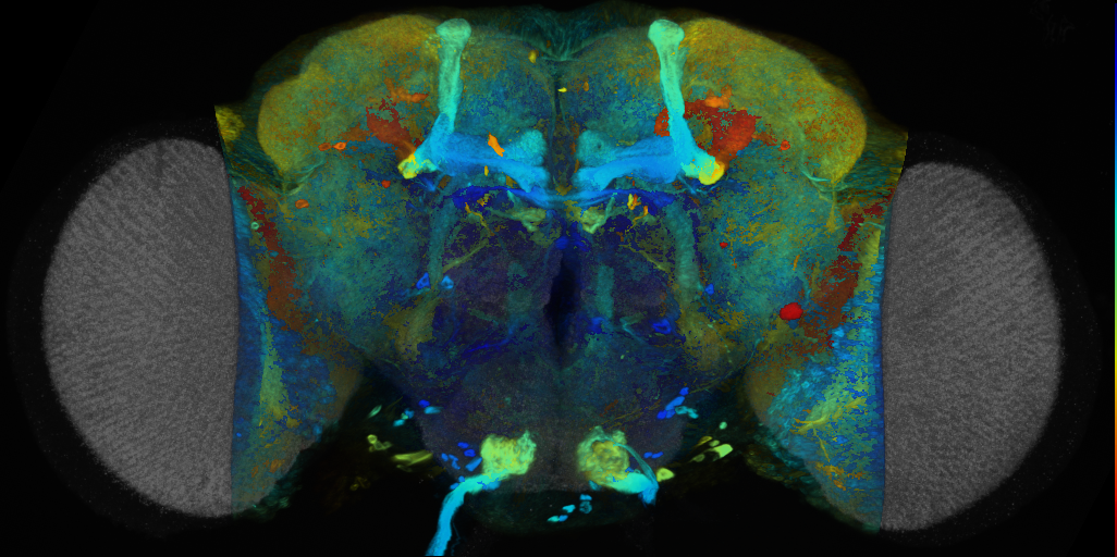 P{VT012449-GAL4} expression pattern