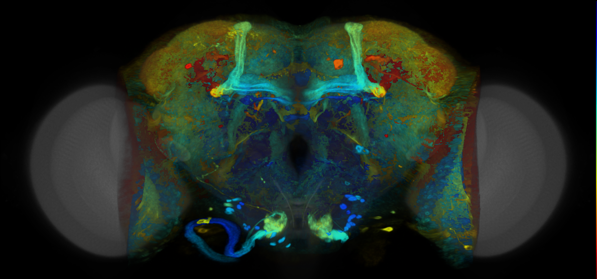 P{VT012449-GAL4} expression pattern