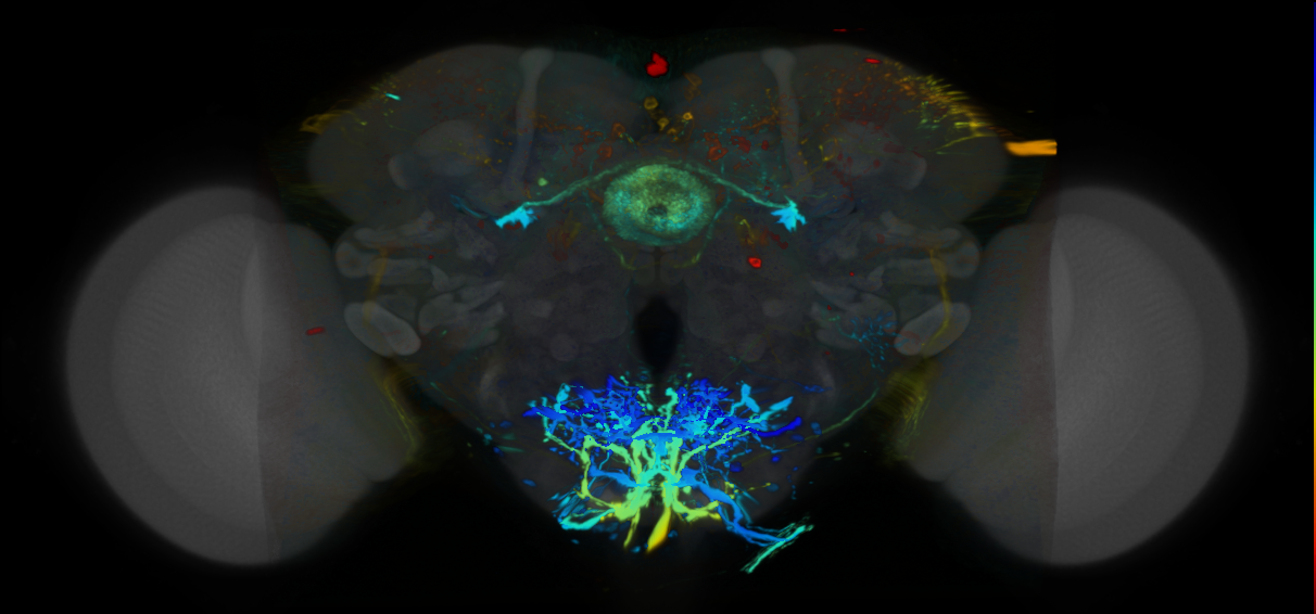 P{VT012593-GAL4} expression pattern